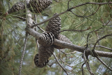 pine cones on a branch