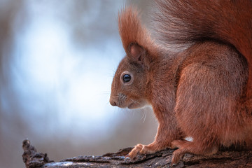 rotes Eichhörnchen