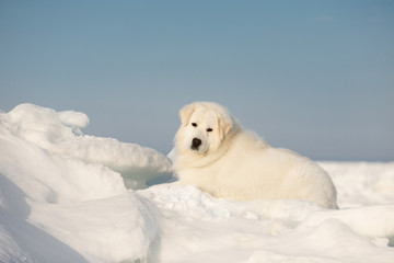Gorgeous and free maremmano abruzzese dog lying on ice floe and snow on the frozen sea background.