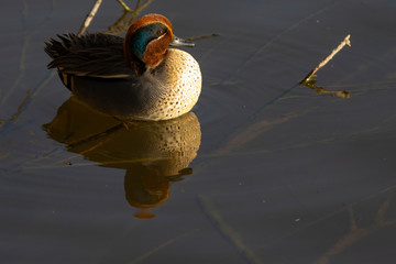 Cerceta común (Anas crecca) en el Parc Natural dels Aiguamolls de l'Empordà, Castelló...