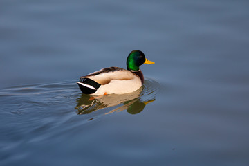 ánade real o azulón (Anas platyrhynchos)​  en el Parc Natural dels Aiguamolls de l'Empordà, Castelló d'Empúries, Girona. Catalunya.