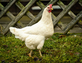 a beautiful white chicken is walking in the grass of a green garden