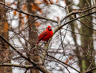 red cardinal in a tree