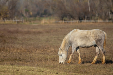 Caballo camargués (Equus ferus caballus) en el Parque Natural dels Aiguamolls de l'Empordà, Castelló d'Empúries, Baix Empordà, Girona. Catalunya.