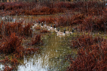 Geese in the park