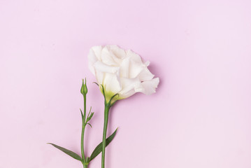 Fototapeta premium Eustoma White Flower on Pink Background Floweer Spring Background Top View Horizontal