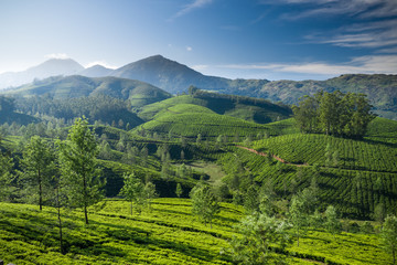 Beautiful tea plantation landscape in the morning. 