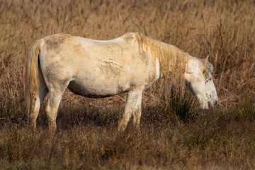 Caballo camargués (Equus ferus caballus) en el Parque Natural dels Aiguamolls de l'Empordà, Castelló d'Empúries, Baix Empordà, Girona. Catalunya.