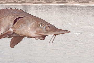    Freshwater fish sterlet against the background of the river. Live fish. sturgeon   