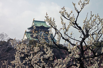 Osaka Castle in Osaka with cherry blossoms, Japan.
