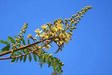 Bunch of yellow flowers with green buds against vivid blue sunny sky