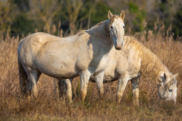 Caballo camargués (Equus ferus caballus) en el Parque Natural dels Aiguamolls de l'Empordà, Castelló d'Empúries, Baix Empordà, Girona. Catalunya.