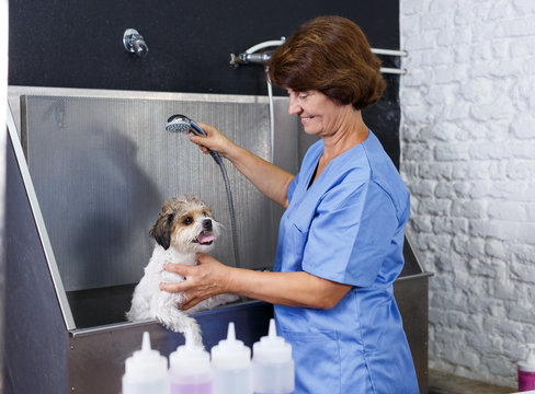 Female Groomer Washing Puppy