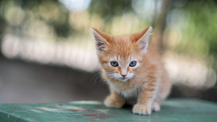 Adorable red kitten posing outdoors in summer. Funny cute little ginger kitten. Pets.