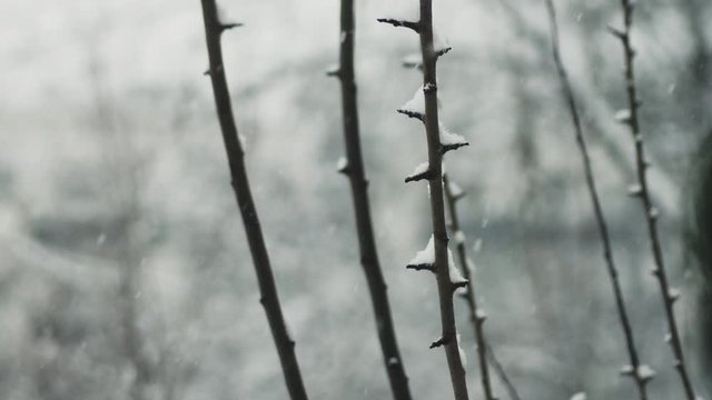 Real and beautiful thick snowfall in slow motion falling by and on a natural branch covered in snowflakes in a winter holiday season, snowy wonderland, typical establishing or transition shot
