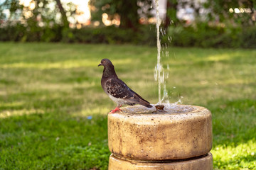 Pigeon Bird Standing on Water Fountain in Budapest Hungary
