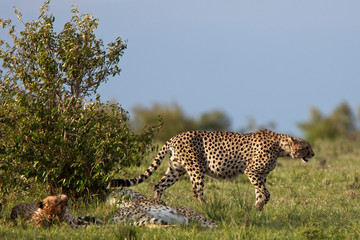 Three male Cheetahs (Acinonyx jubatus), relaxing, Maasai Mara, Kenya.