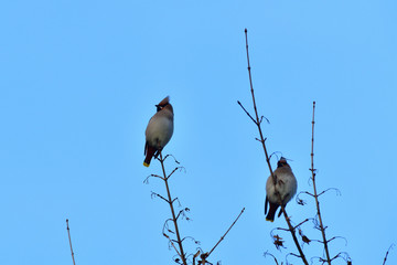 The bohemian waxwing on the branch with berries fruits in the late evening