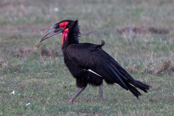 Southern Ground Hornbill (Bucorvus leadbeateri), male, Maasai Mara, Kenya.