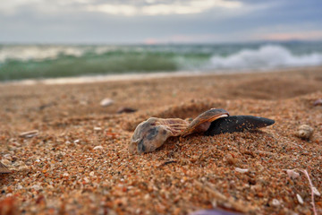 Seashore with a shell