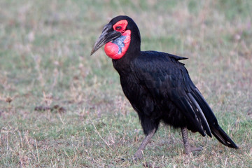 Southern Ground Hornbill (Bucorvus leadbeateri), male, Maasai Mara, Kenya.