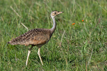 White-bellied Bustard (Eupodotis senegalensis canicollis), female or young male in grassland, Maasai Mara, Kenya.