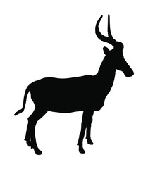Impala vector silhouette illustration isolated on white background. African antelope portrait. Safari attraction.