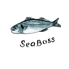 Seabass watercolor illustration