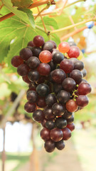 bunch of grapes on the vine