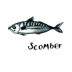 Scomber watercolor illustration