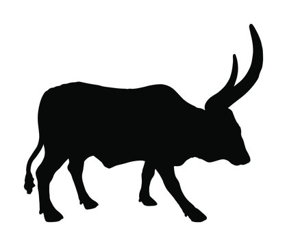Ankole Watusi cow vector silhouette illustration isolated on white background. Bos Taurus. Long horn cow. African bull.