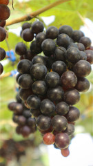 Red grapes in the gardenThai grapes vineyard,