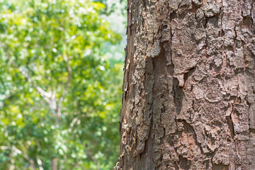 Obraz premium tree in the forest with blurred background