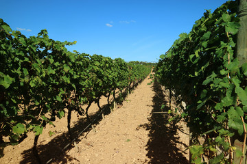 Fototapeta na wymiar vineyard in Mallorca 