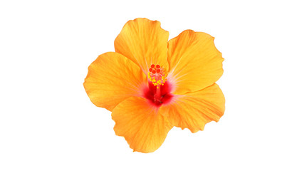Orange Hibiscus flowers isolated on white background