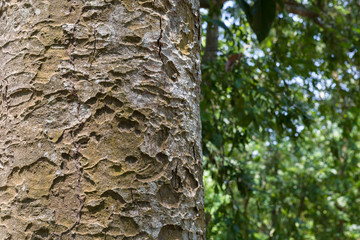 tree in the forest with blurred background
