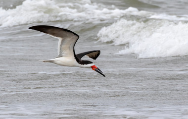 Black skimmer (Rynchops niger) flying over stormy ocean, Galveston, Texas, USA.