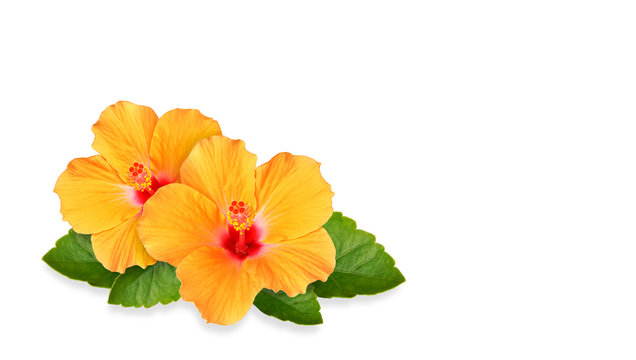 Orange Hibiscus flowers and space for text