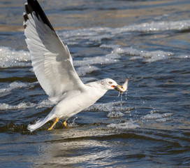 Ring-billed gull (Larus delawarensis) fishing, Iowa, USA.