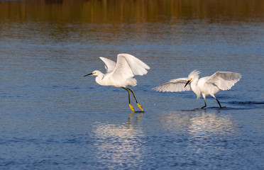 Snowy egrets (Egretta thula) fighting in tidal marsh, Galveston, Texas, USA