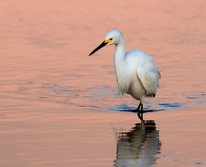 Snowy egret (Egretta thula) hunting at sunrise, Galveston, Texas, USA