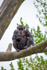 Ape on a tree