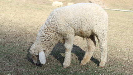 The sheep are on the farm