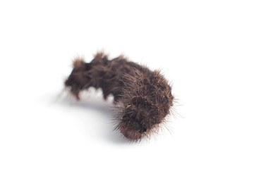 black caterpillar isolated on a white background