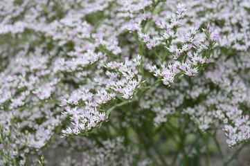 Closeup Goniolimon tataricum known as limonium with blurred background in summer garden