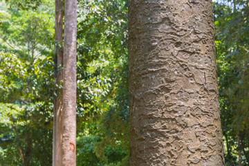 tree in the forest with blurred background