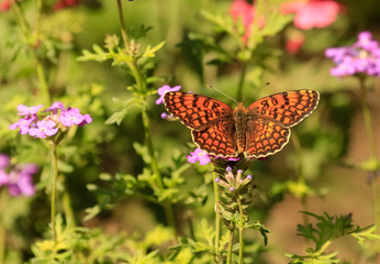 Butterfly on blossom flower. Melitaea phoebe.