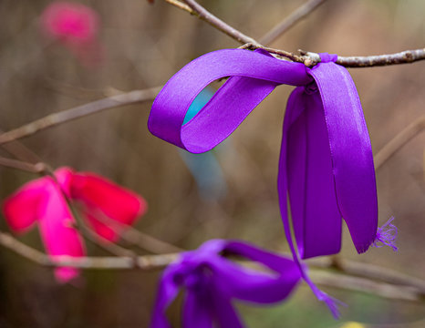 Purple Ribbon Tied On A Wishing Tree