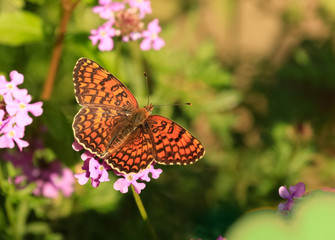 Butterfly on blossom flower. Melitaea phoebe.