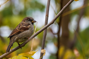 sparrow on a branch